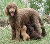 Standard Poodle with Puppies