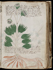 The "herbal" section of the manuscript contains illustrations of plants.