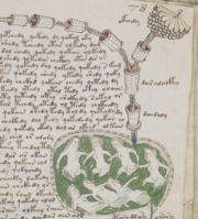 A detail from the "biological" section of the manuscript.