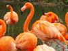 The Camargue - The only breeding colony of pink flamingos in Europe