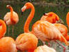 The Camargue