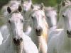 Camargue Horses: The oldest breed of horse in France