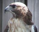 Hawk.