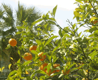 orange tree near the coast