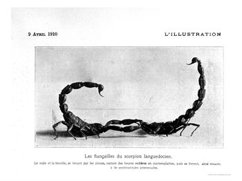 A Male and Female Languedoc Scorpion, in "L'Illustration," Published 9th April 1910