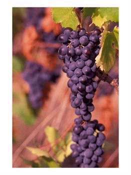 Vineyard, Herault, Languedoc, France