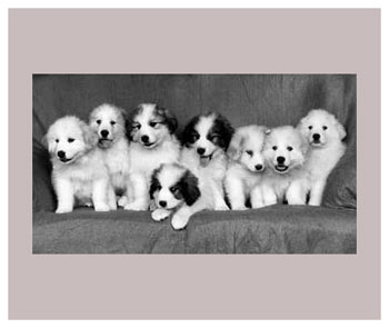 Great Pyrenees Puppies